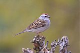 Chipping Sparrowborder=